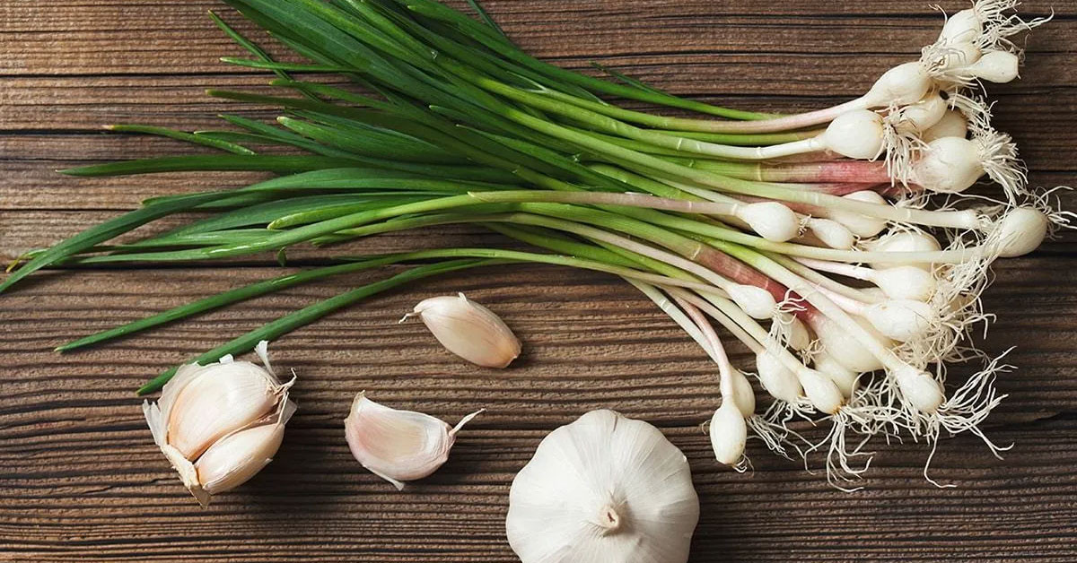 Taze Sarımsak