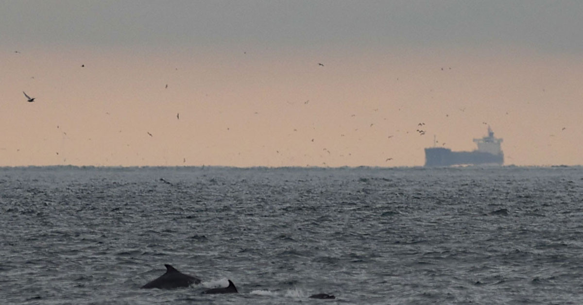 Yunusun burnu var mı?