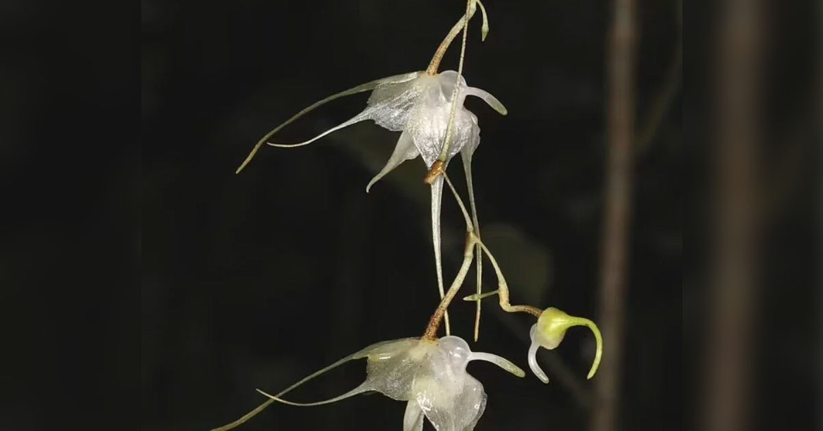 "Aeranthes Bigibbum" 