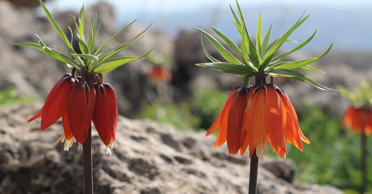 Ters lale koparmanın cezası: 244 bin 315 lira!