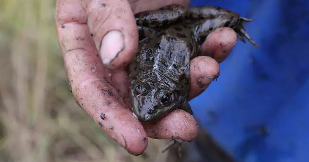 SU BÜLBÜLÜ ADI İLE BAZI LOKANTALAR PİŞMİŞ KURBAĞA SERVİS EDİYOR