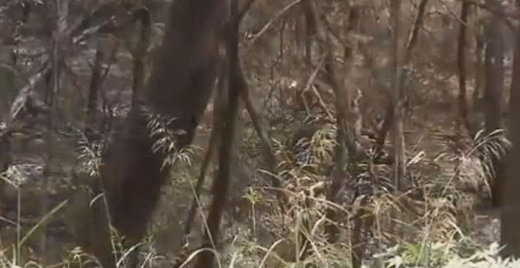 HER BİRİ KIRK AYRI SUÇTAN YARGILANACAKLAR