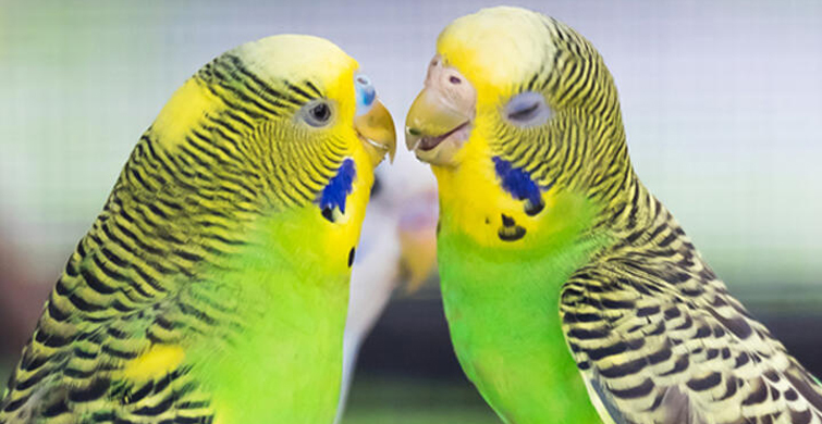 AÇIK YEŞİL MUHABBET KUŞLARI