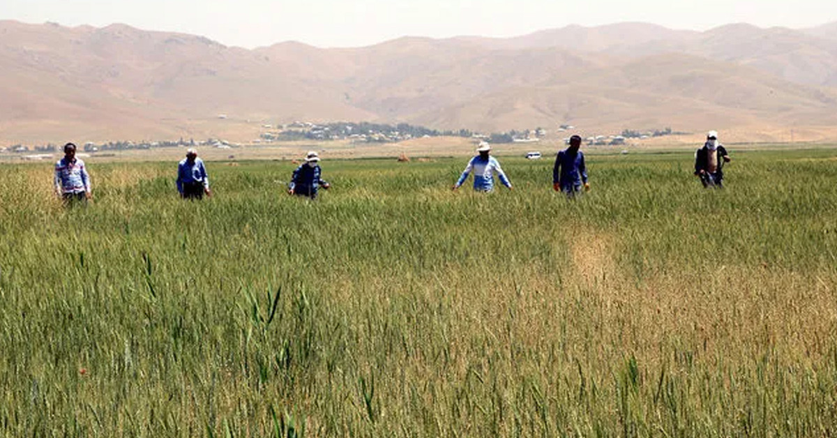 Ekinler zarar görüyor