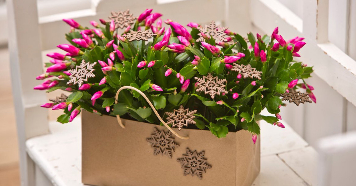 YILBAŞI ÇİÇEĞİ KİME ALINIR?