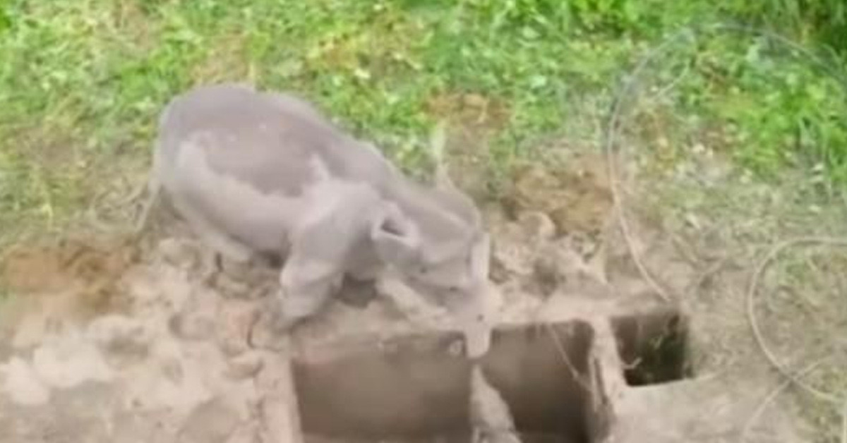 Acı içinde çukur kazıyordu