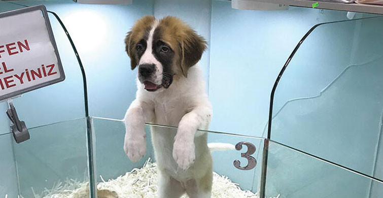 4 SENEYE KADAR HAPİS