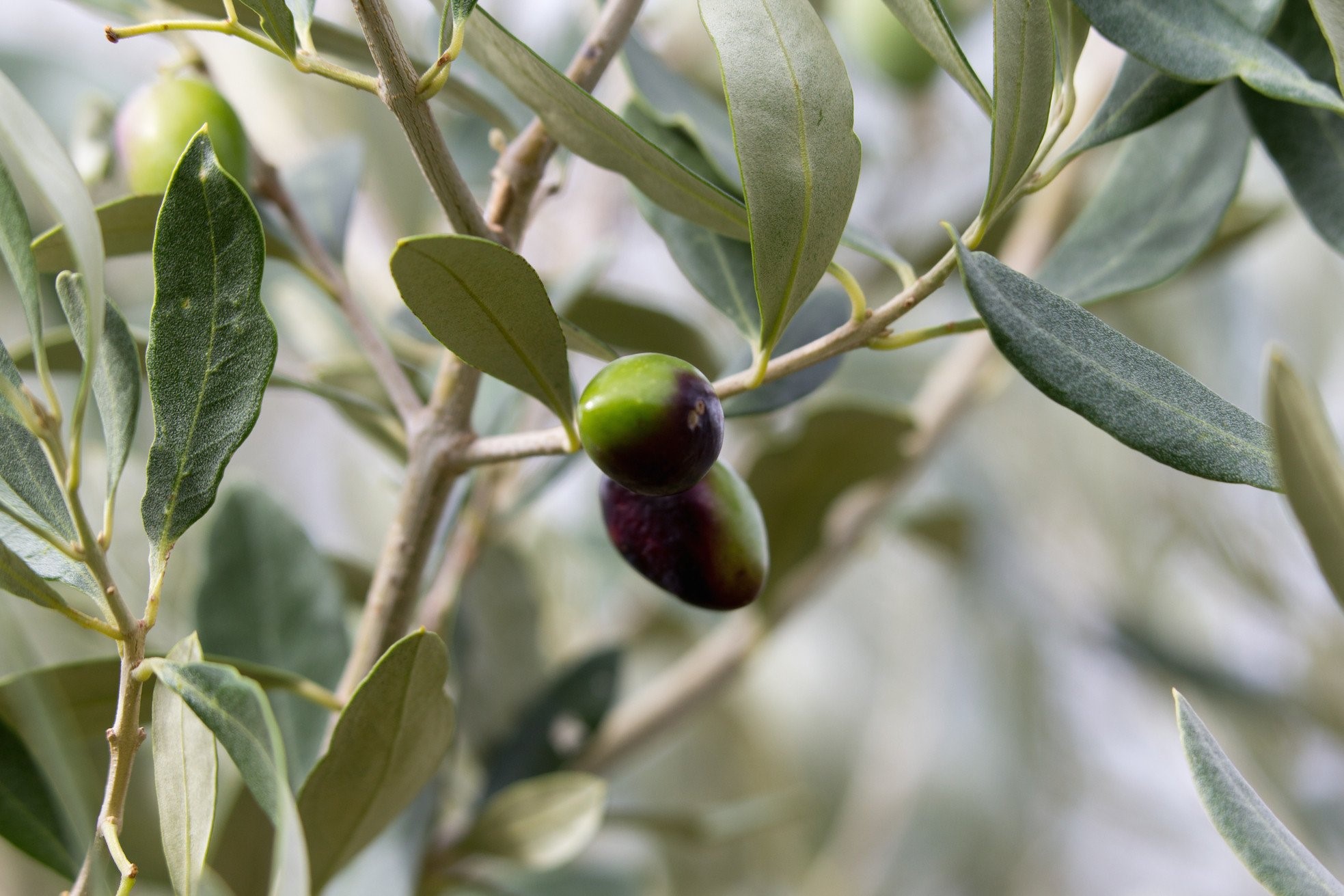 Kanser Araştırmalarında da Kullanılıyor