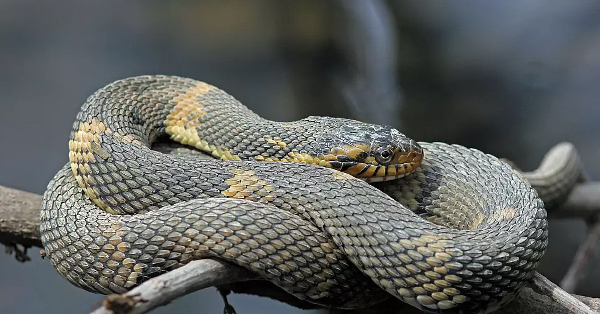 Bulunduğu bölgeler