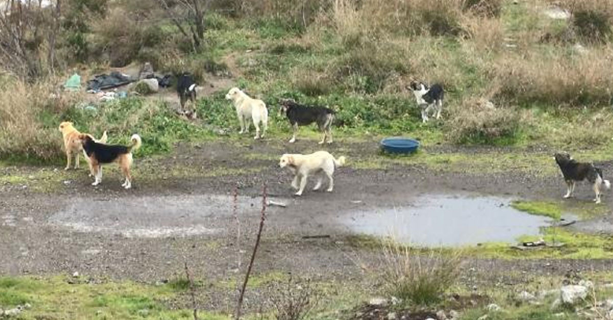 İstanbul Bağcılar'da sokak köpekleri