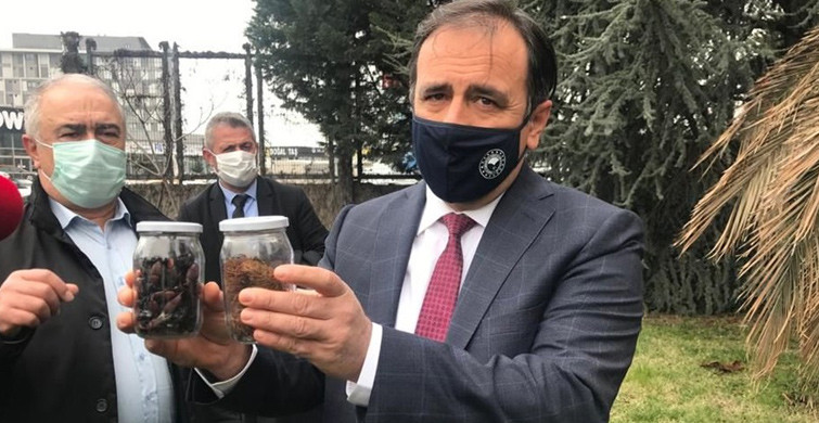 İstanbul'da Palmiyelere 'Kırmızı Böcek' Aarmı354156415
