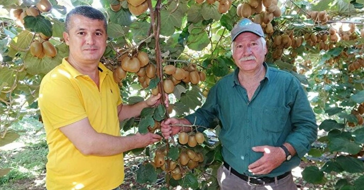 Kivi Yetiştiriciliği