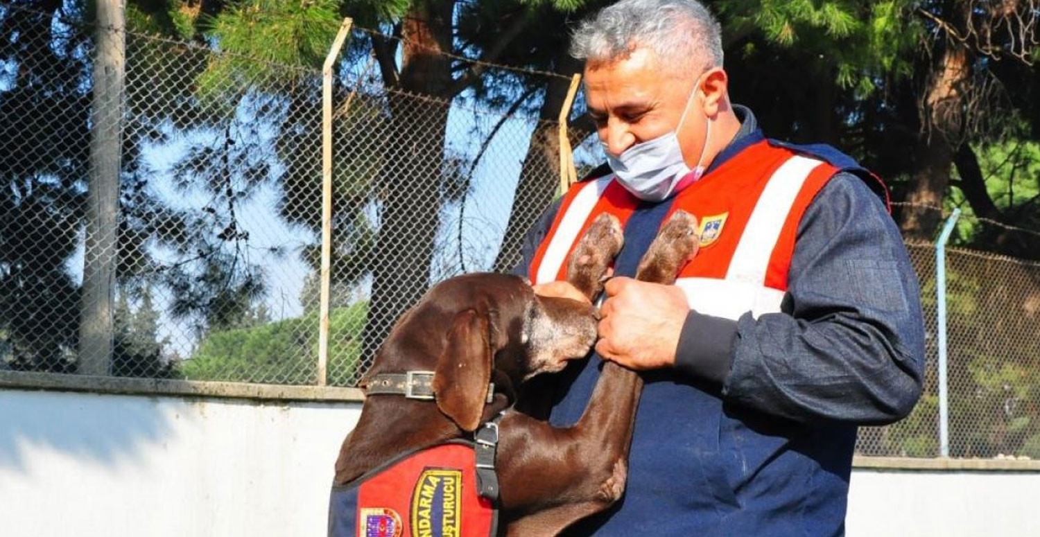 Emekli olan narkotik köpek Volta