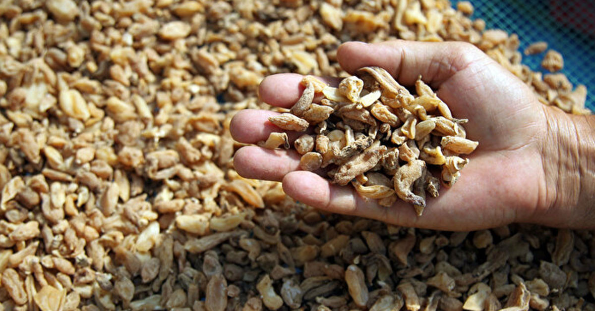 salep orkidesi nasıl yetiştirilir? salep orkidesi nasıl yetiştirilir?