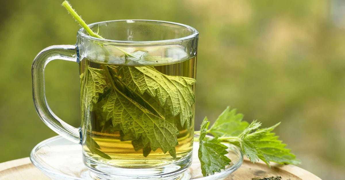 Isırgan otu çayının faydaları