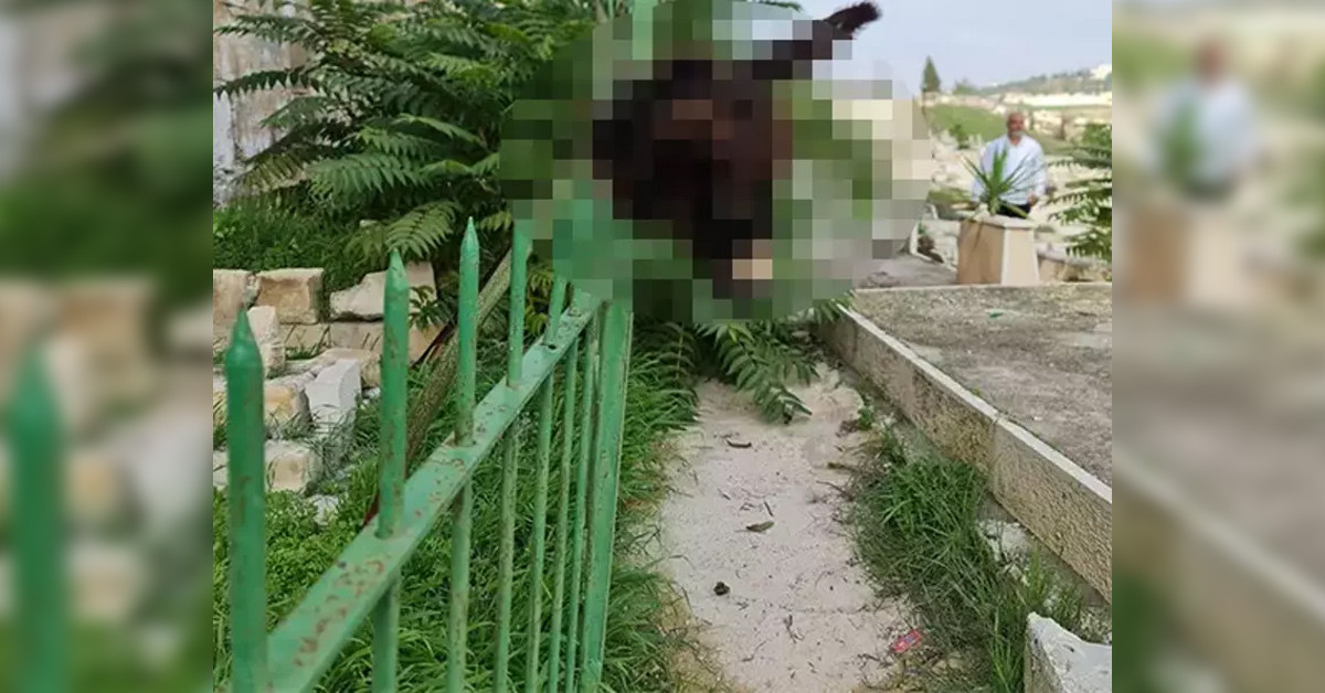 Müslüman mezarlığına görülmemiş provakasyon