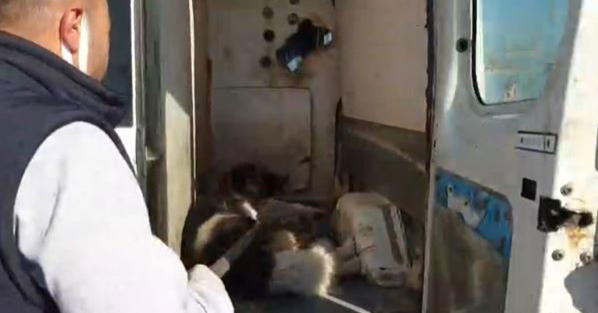 Sahipsiz Köpeği Belediye Görevlileri Yakaladı