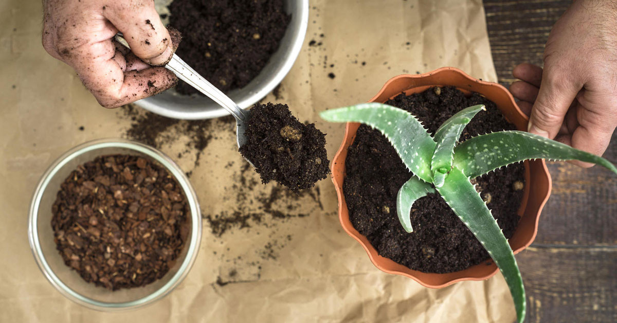 Aloe vera bakımı nasıl yapılır?