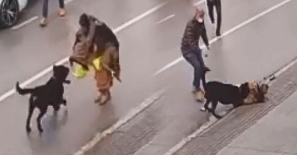 Köpek Saldırısı