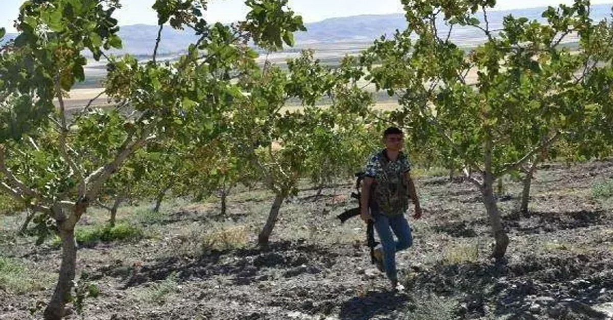 Antep fıstığı hasadı