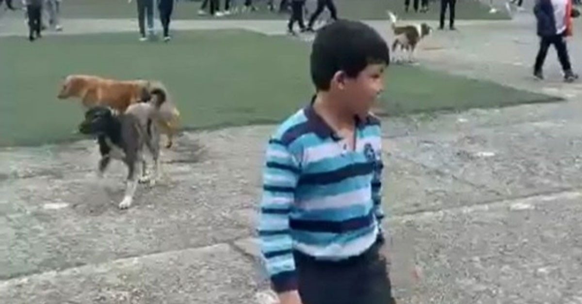 Artvin'de başıboş sokak köpek dehşeti: Küçük çocukların olduğu okulun bahçesini istila ettiler!