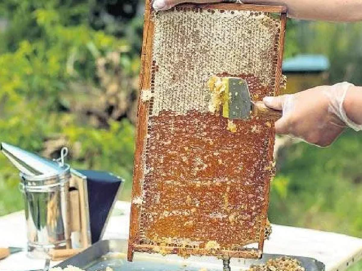 bal ihracatı