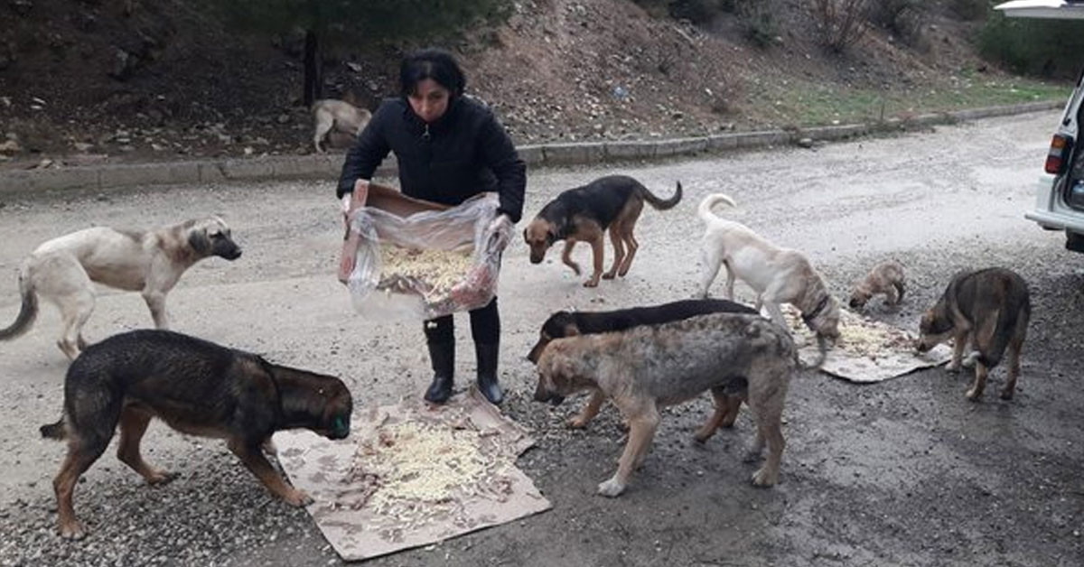 Karabük sokak hayvanlarına yardım