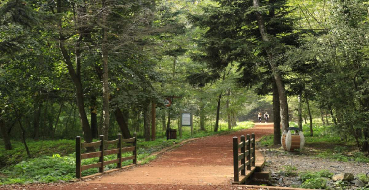 belgrad ormanı
