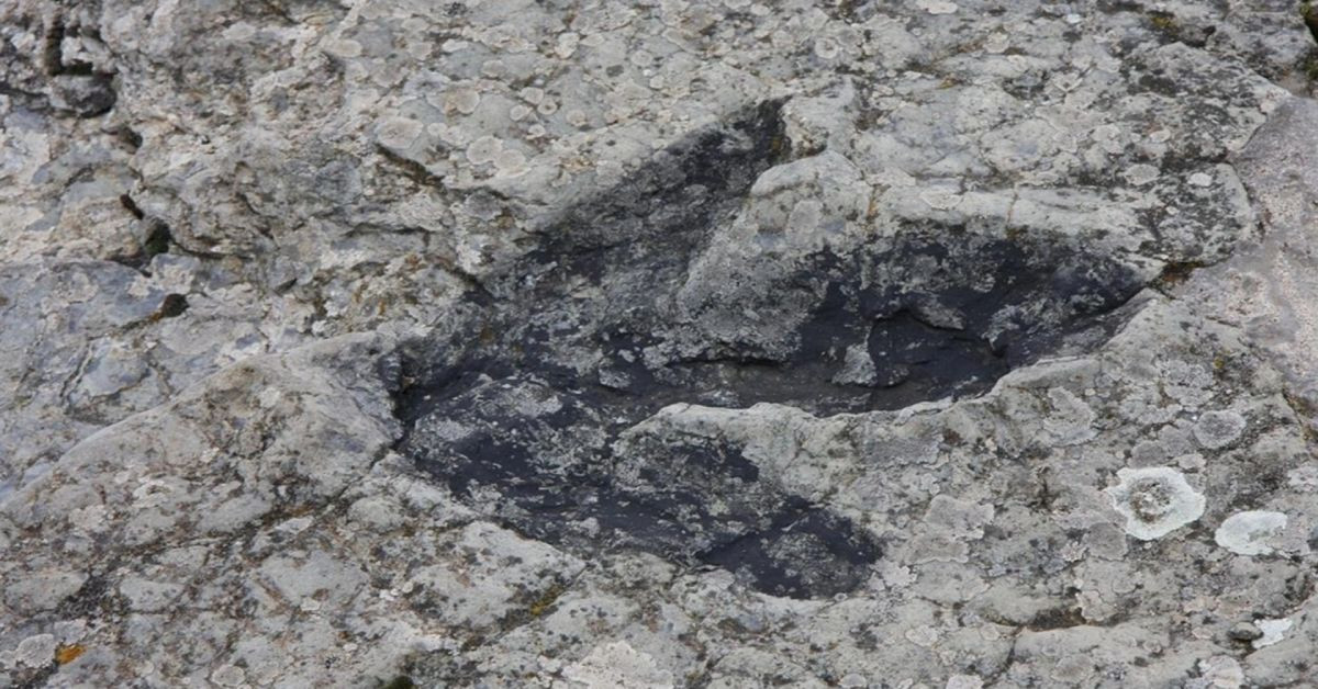 Bilim insanları tarihi değiştirecek: Dinozorlardan 40 milyon yıl daha eski bir canlı keşfedildi