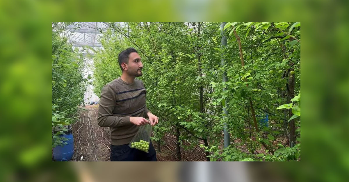 bu sene eriğin kilosu ne kadar