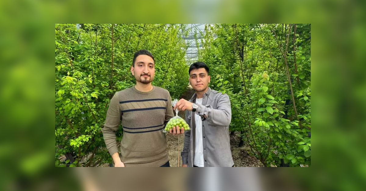 bu sene eriğin kilosu ne kadar