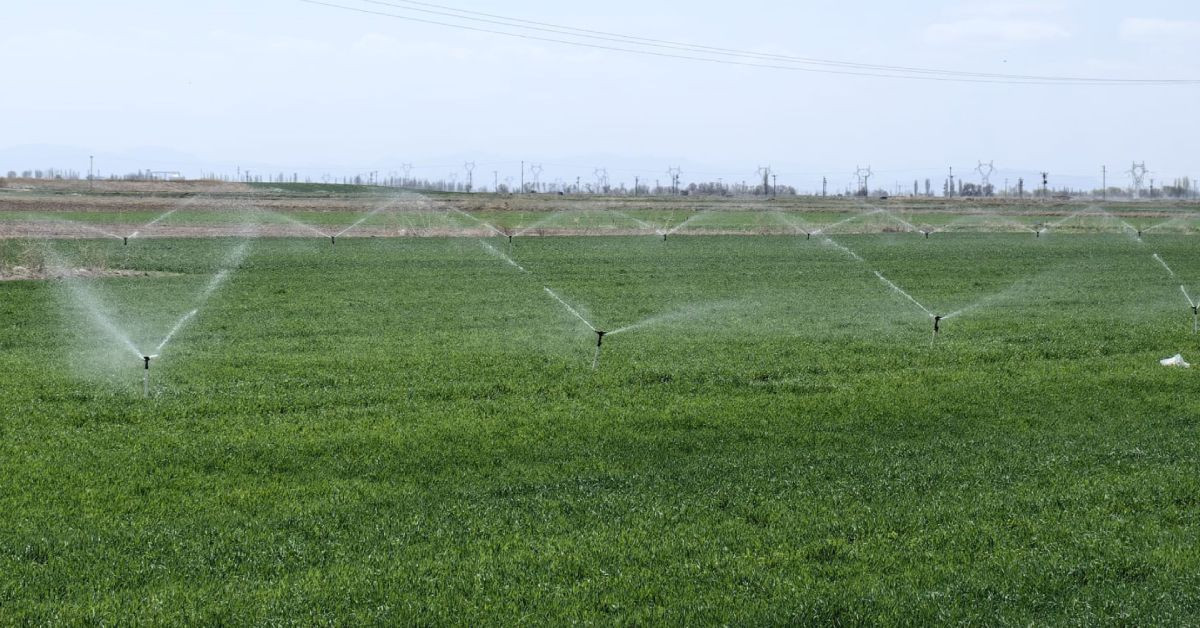 Buğdayın ana vatanında kriz: 10-15 günlük süre kaldı
