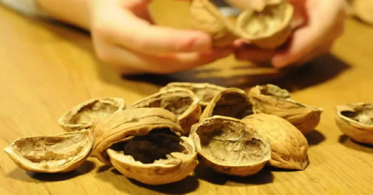 ceviz kabuğu kürü