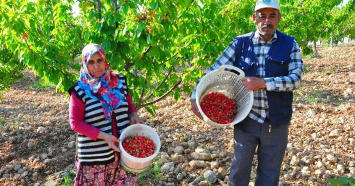 Çiftçiler sezona heyecanlı başladı: Kirazın ilk hasadı gerçekleştirildi!