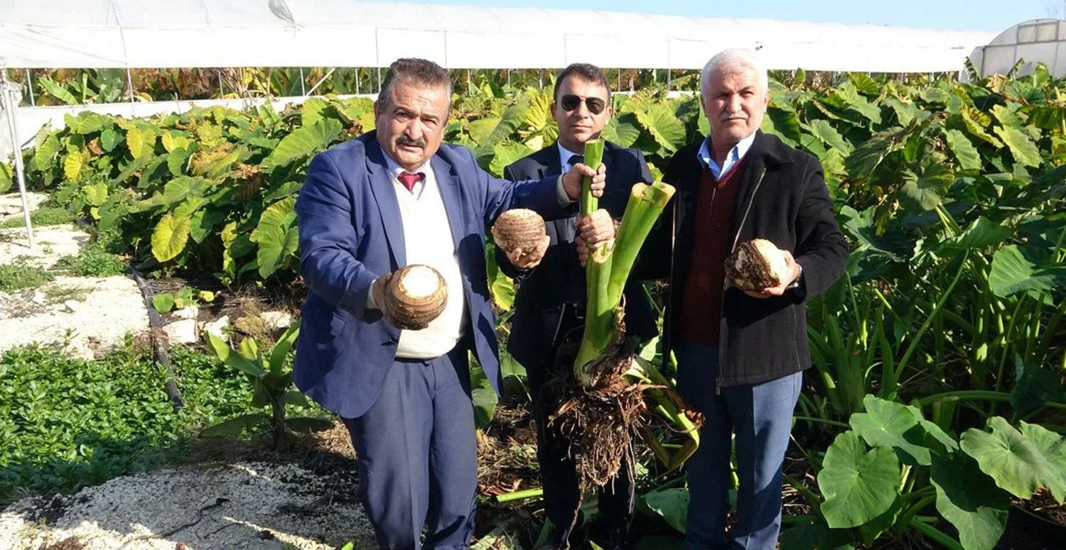 Çiftçinin yeni gözdesi Çiftçinin yeni gözdesi