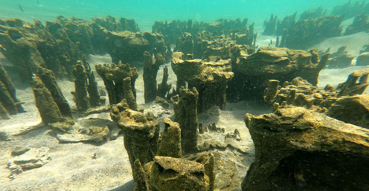 Mikrobiyalit Mikrobiyalit