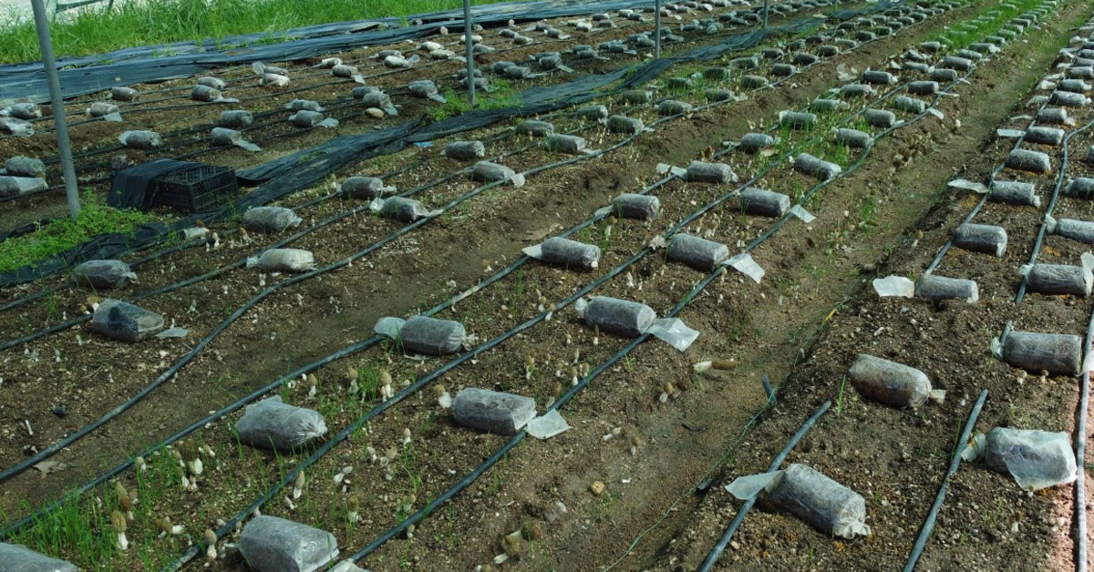 Dünyada Türkiye dahil olmak üzere birkaç bölgede yetişen mantarın kilosu 400 lira! Dünyada Türkiye dahil olmak üzere birkaç bölgede yetişen mantarın kilosu 400 lira!