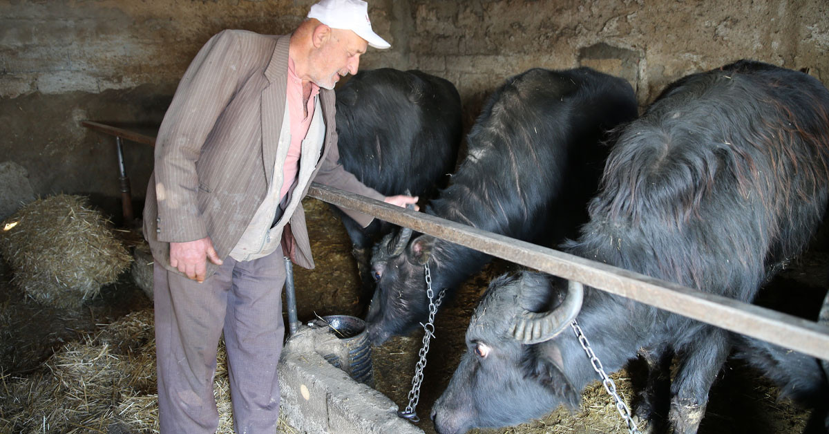 Edirne'deki Şahin Aslaner devlet hibe desteğiyle 5 manda aldı