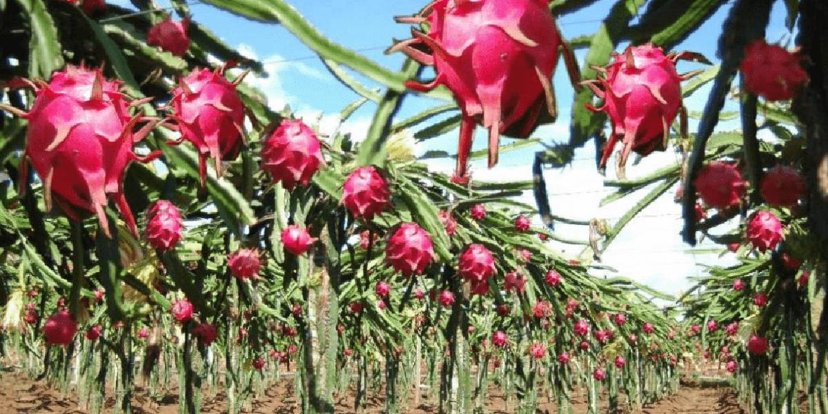 Ejder Meyvesi Üretimi Başladı Ejder Meyvesi Üretimi Başladı