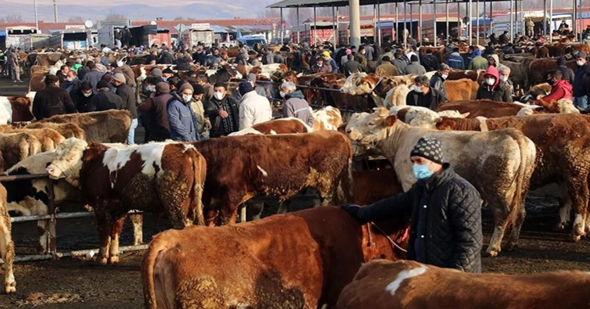 Elazığ’da şap hastalığı alarmı: Hayvanların tamamı kesime gönderildi