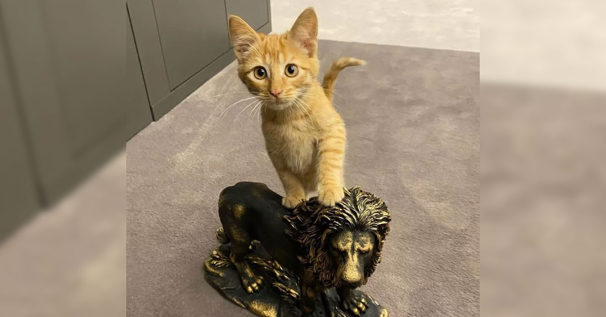 Galatasaray'da kedi ile yollar ayrıldı.
