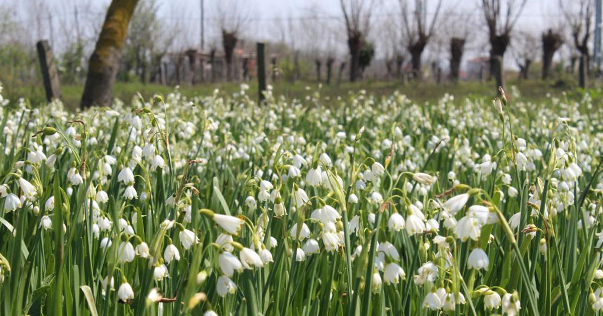 Göl Soğanı