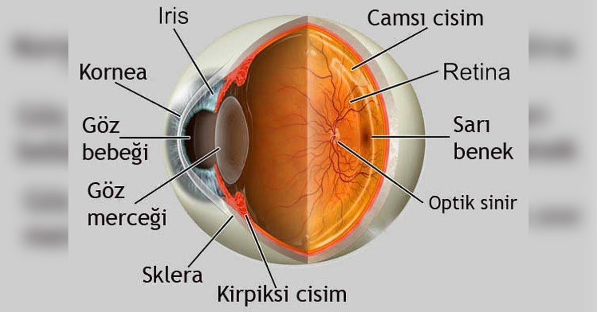 gözler insanların ne kadar ömrü kaldığını söylüyor gözler insanların ne kadar ömrü kaldığını söylüyor