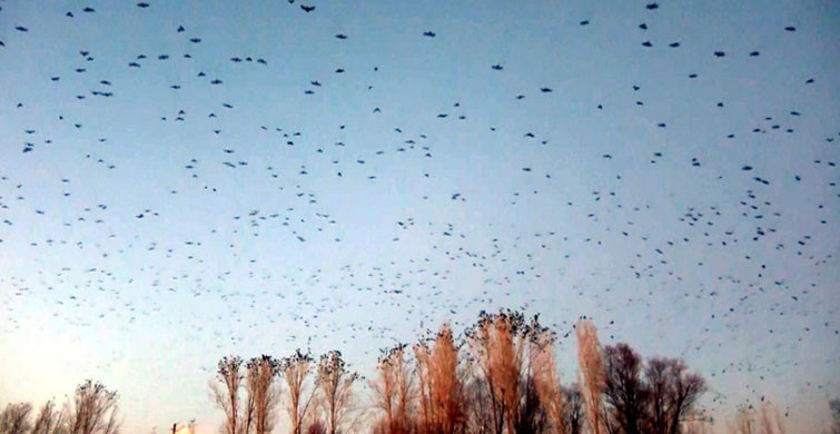vankarga2810120212