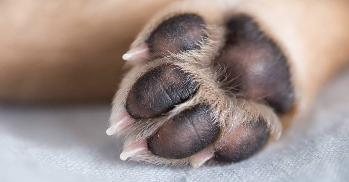 Hidatik kist nedir, nasıl oluşur? Köpek kisti belirtileri neler, tedavisi nasıl yapılıyor?