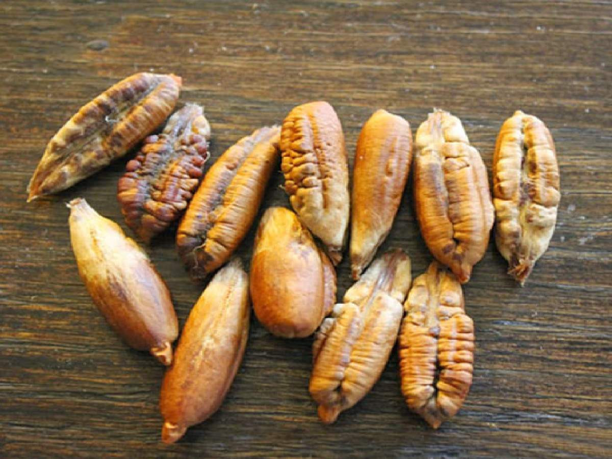 hurma çekirdeği