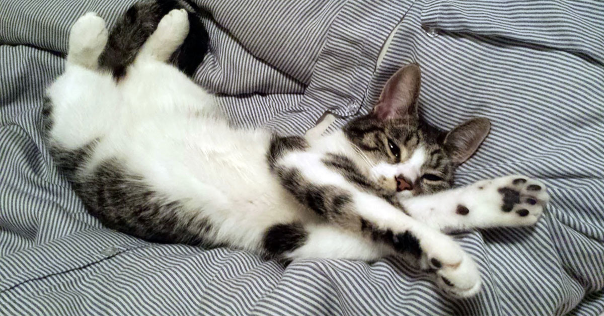 Comfortable Okunuşu