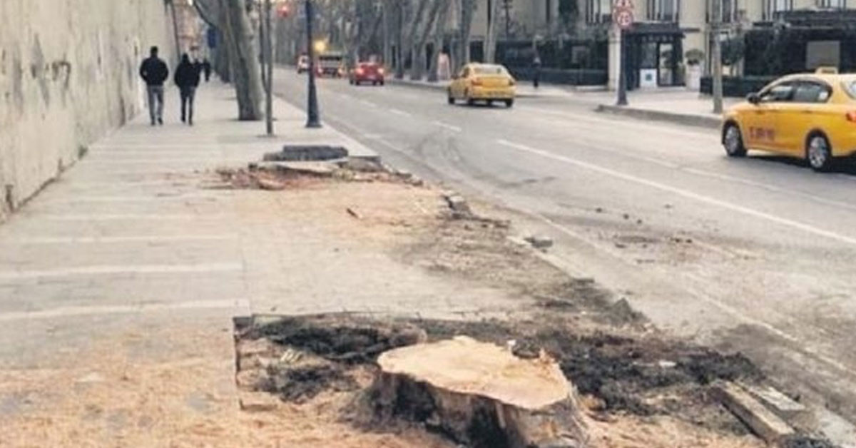 İBB’nin kestiği ağaçlarla ilgili pes artık dedirten iddia: Koca çınarlar şirketlerin kurbanı mı oldu? İBB’nin kestiği ağaçlarla ilgili pes artık dedirten iddia: Koca çınarlar şirketlerin kurbanı mı oldu?