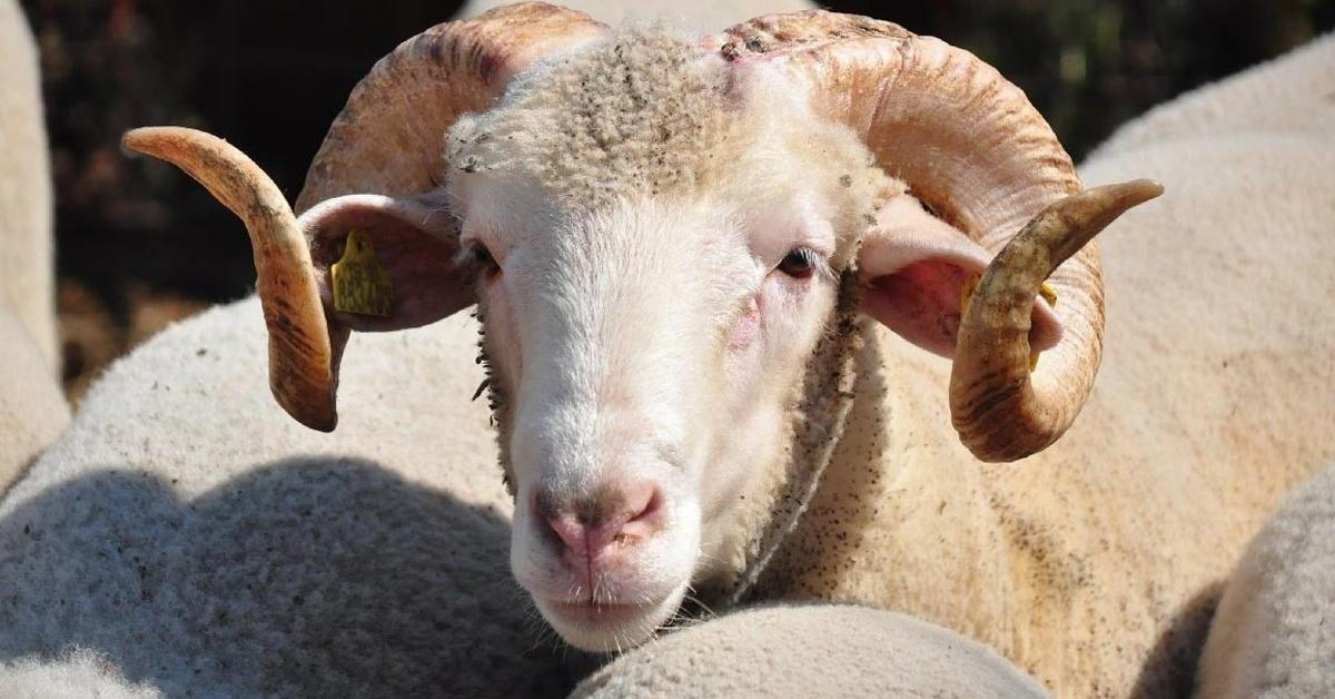 İki farklı paket sundu