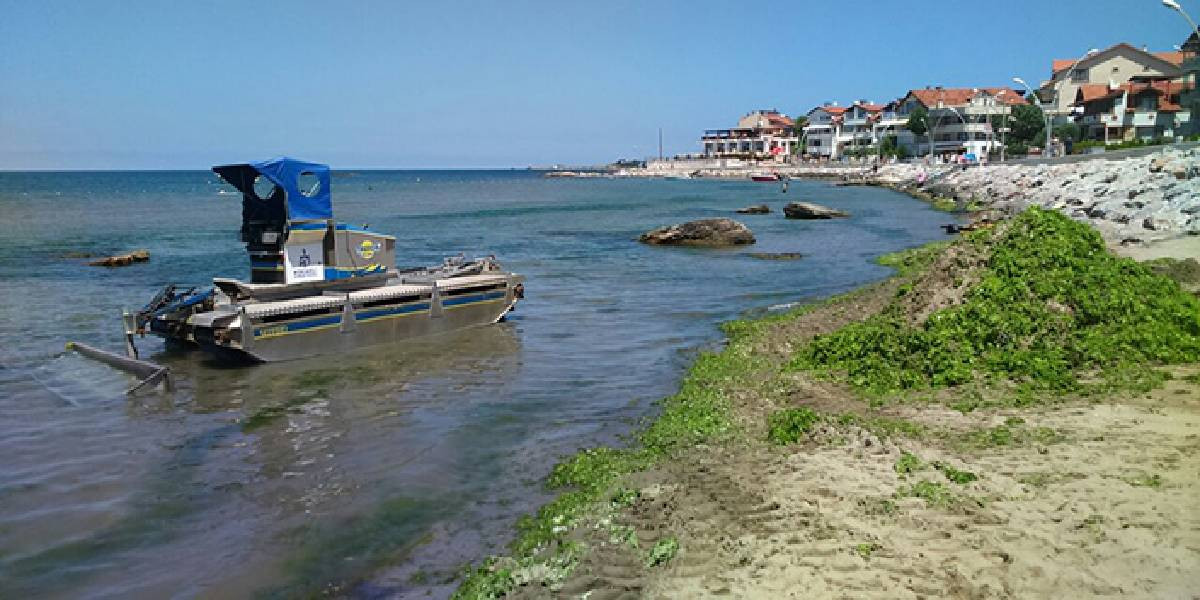 İzmit Körfezini Yosun Kapladı